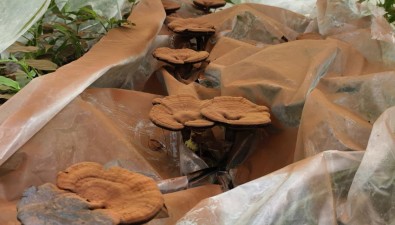 江西资溪高阜：林下灵芝“生金”