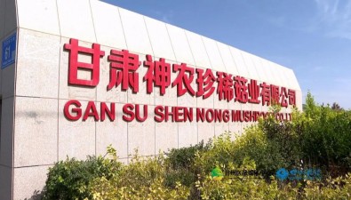 神农珍稀菇业：年消耗玉米芯等3万多吨，实现资源循环利用