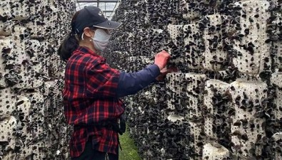 聚旺食用菌基地：年产木耳3万余斤