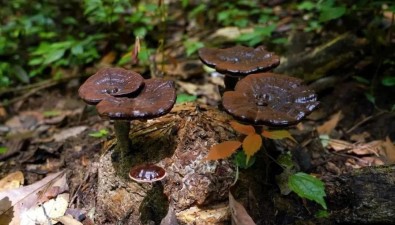 福建武平县：积极推广新技术，灵芝面积达4.56万亩