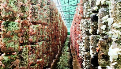 吊栽5万棒，产值将破30万元！甘肃华池粉色木耳新品种试种成功