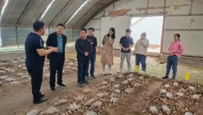 悬圃灵芝种植合作社：羊肚菌产（销）量达150吨