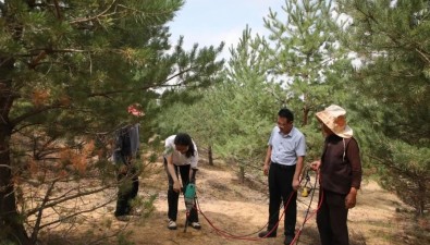 陕西榆林：万亩樟子松基地菌根食用菌培育取得重要成果