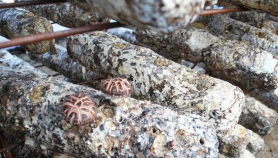 辽宁北票南八家子乡花菇基地：预计年产值超300万元