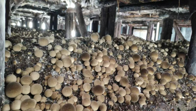 “伟创菌”牌草菇喜获“2025浙江好菌菇”金奖