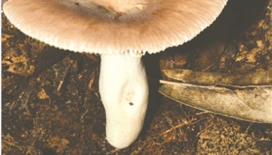 江西发现红菇属新物种