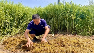 “稻草种菇”|湖南湘潭秸秆处理有了“新解法”