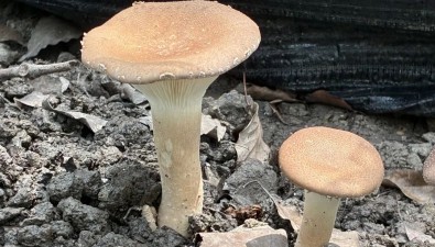 不怕热，脸盘一样大的猪肚菇出菇啦