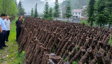 湖北房县椴木黑木耳新品种选育工作取得新进展