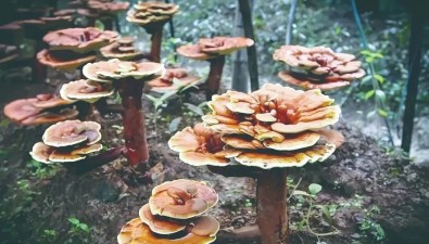 年产值超5亿元  旌德县灵芝种植基地规模达8000亩