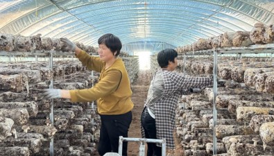 内蒙古：鄂尔多斯市伊金霍洛旗札萨克镇壕赖柴达木村新建26栋香菇大棚