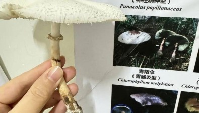 农妇网购菌种中毒事件：知识缺失与监管缺位下的消费陷阱