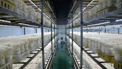 宁升绿康：年产食用菌18000余吨