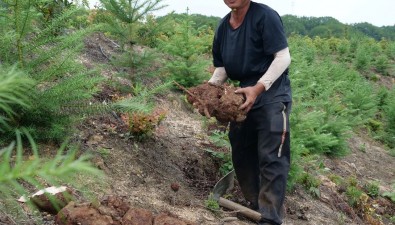 福建：清流国有林场中药材茯苓种植基地2049亩迎来采收期