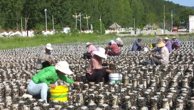 山西：沁水县迎来木耳采收季