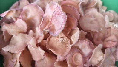 总投资350万元！食用菌高产栽培技术与菌渣还田安全评估项目启动