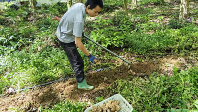 海垦神泉集团林下试种虎乳菌喜获丰收