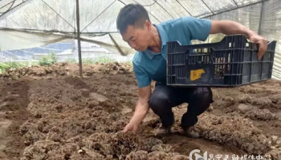云南：昌宁舞茸实现本土量产