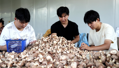 甘肃：临泽县年产香菇达3800吨以上