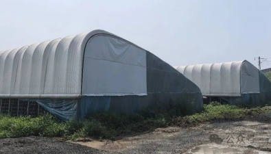 盛乾德香菇种植园：无后墙日光温室进行越夏香菇生产