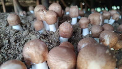 每个棚每茬可产菇一吨 云县姬松茸产量逐年攀升