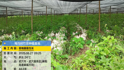 武穴首家竹荪种植基地，总投资600余万元