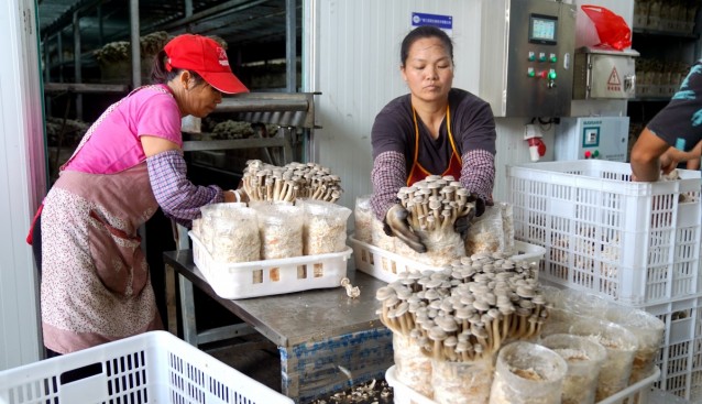 广西贵港市港北区：菌菇撑起“致富伞”