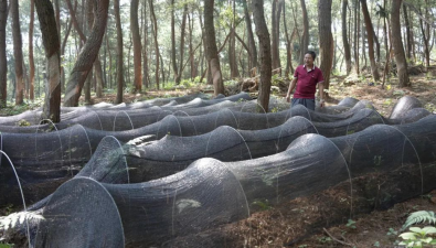 贵安新区广兴村：“林+”模式促振兴，智能管护添活力