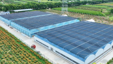 甘肃：西和县120万棒香菇进入丰产期