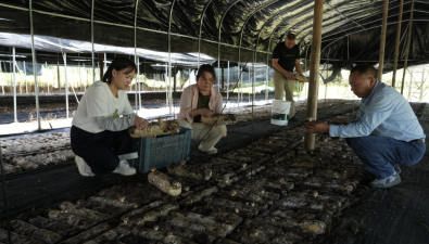 浙江：云和高山反季节香菇新鲜上市