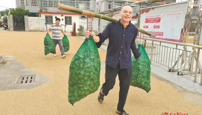 广东韶关马战村：“吊栽木耳”丰收，生态高效栽培提升效益20%