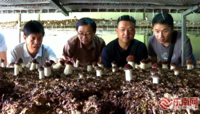 福建：古田县杉洋镇食用菌大家庭迎来新成员