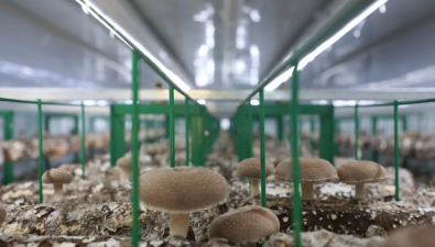 新疆：智慧方舱开启食用菌生产新模式，空间利用率提升75%