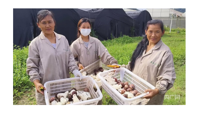 云南凤庆：红托竹荪迎来采收高峰