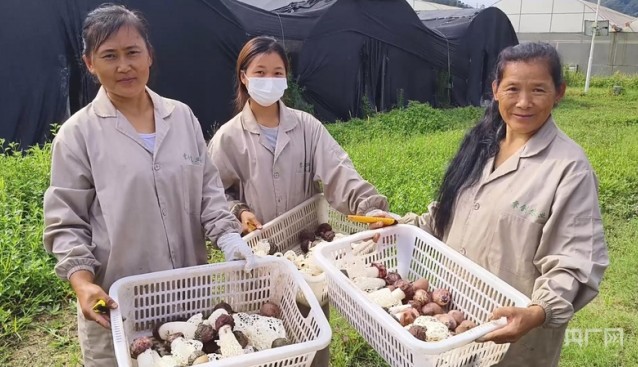 云南凤庆：红托竹荪迎来采收高峰