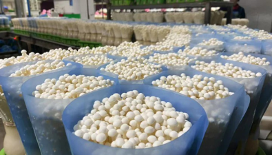 农业农村部推进国家育种联合攻关，为食用菌行业释放重要信号！