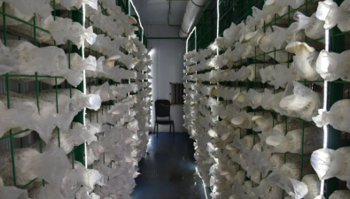 北京通州：富各庄科技小院上新，白色菌菇丰收
