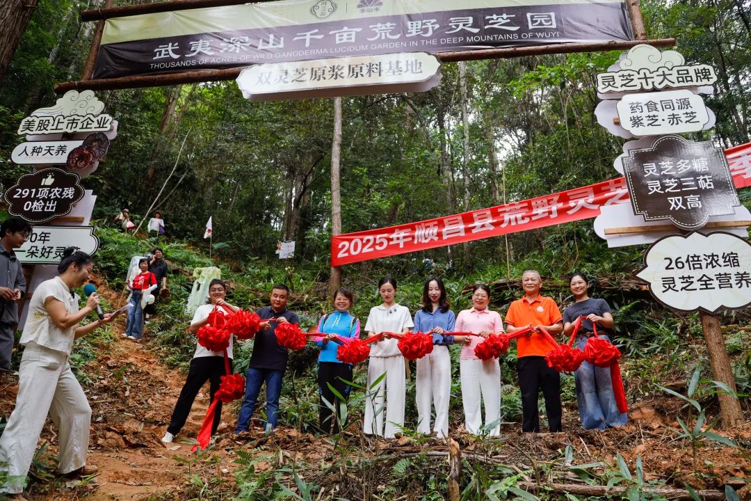 福建：顺昌千亩荒野灵芝迎来丰收季