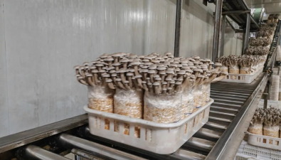 祥川生物科技有限公司致力于推动食用菌工业化、智能化生产