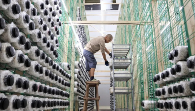 投资9000万元加码“金针菇”，琪英菌业扩建项目陆续投产