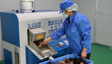 福建连城：姑田镇灵芝加工项目2个月建成投产