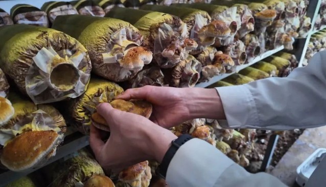 浙江庆元“代料栽培”桑黄菌，试种成功