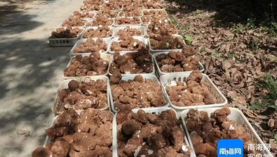 海南琼中握岱村：种植虎乳灵芝产值约70多万元