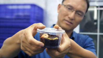 阜阳师范大学成功实现冬虫夏草人工培植
