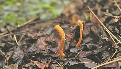 湖北襄阳保康境内首次发现北冬虫夏草
