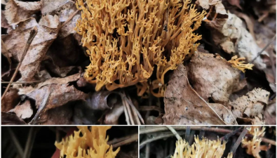 北京延庆：首现珊瑚菌类真菌新种金黄暗锁瑚菌