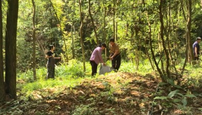 广东丰顺：500多亩深山里种灵芝撑起“致富伞”