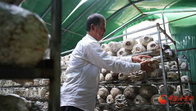 甘肃静宁：食用菌产业园反季节生产错峰上市