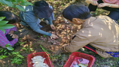 贵州省生物研究所开展油茶套种红托竹荪试验取得阶段性成功