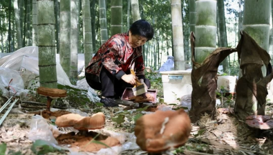 房县反季平菇错峰上市  日均产量突破2500公斤